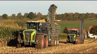 Maïs 2024 | 2x Claas Xerion 5000 met Stapel overlaadwagens | Claas Jaguar 970 | MAN | Maize harvest