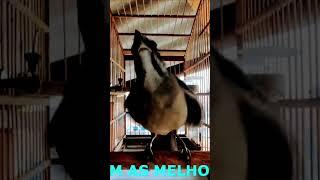 ESQUENTE SEU TRINCA FERRO #shorts