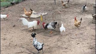 Introducing Chickens and Roosters to Chicken Flock