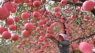 Harvesting Apple Farming Apple Processing Apple - Amazing Apple Modern Agriculture Technology