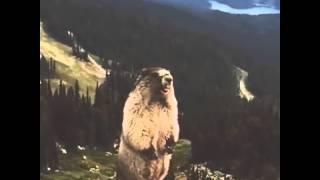 Screaming Marmot Remix - Stabilized