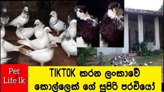 Lankan Supiri Paravi | සුපිරි පරවි - Pet Life Lk | Paravi sinhala -Lankan super pigeon |Supiri Parvi