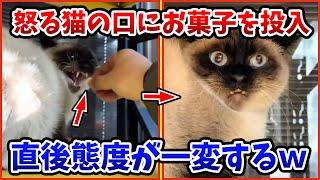 【2ch動物スレ】顔を見るとにシャーしてくるネッコの口に→お菓子をぶち込んだ結果www