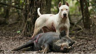 The Only Dog That Hunts Wild Pigs - Meet the Argentinian Dogo!