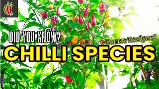 5 Must-Know Chilli Species: A Spicy Guide ️