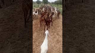 #goathusbandry #animals #goatfeed #goatfarming  #goatfarmingbusiness #onthisday #goatsfarm #goatfarm