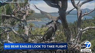 Jackie and Shadow's eaglet takes flight for a couple of seconds!