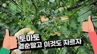 토마토 키울때 곁순말고, 꼭 잘라줘야하는것!