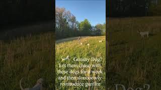 Introducing Gunfire OR Curing Gunshyness #birddog #dog #hunting #hunter #shorts #shorts #shortvideo