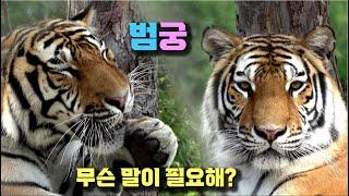 [4K] 태범 무궁 백두대간  (범궁이 모르던) 관람객들도 감탄한 예쁜 한국호랑이  얼마나 귀엽게요?  korea tiger