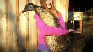 JEFF THE EMU IS A LEGEND AMONG MEN - EPIC CUTENESS