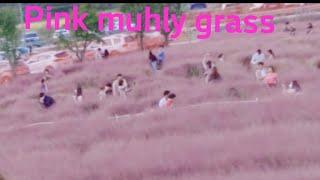 Gochang Pink Muhly Grass