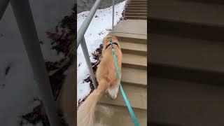 POV: How to get leash stuck 101 #funny #dog #shorts1