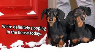 Ep 4. The Dogs Get a SNOW DAY!! - Cute Wiener Dogs Get Into Mischief