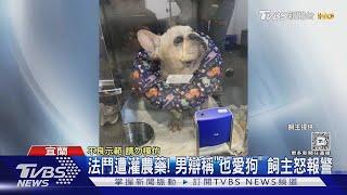 法鬥遭灌農藥! 男辯稱「也愛狗」 飼主怒報警｜TVBS新聞 萌寵明星粗乃玩 @haveapetday