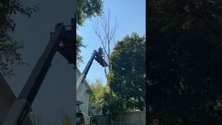 Taking down a tall dead tree. #HandsomeOrHandy #Arborist summeronshorts