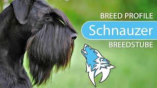 ► Schnauzer Breed [2020] Temperament & Training