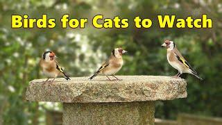 Calming Videos for Cats ~ Gentle Bird Sounds Relaxation