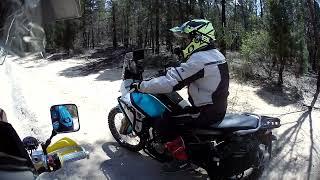 Exploring a New Road in the State Forest