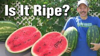  When to Pick Perfectly Ripe Watermelons Grown in the Garden - Best Time to Harvest Every Time!