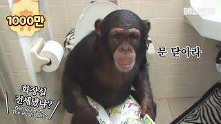 여느 가정집의 흔한 아침 풍경 (변기 앉은 침팬지 원숭이) ㅣ Ordinary Morning Scenery Of A Family With Chimpanzees