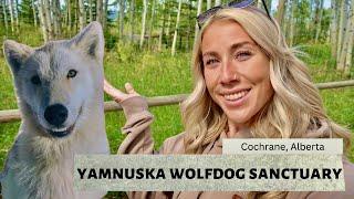 ALBERTA TRAVEL VLOG | YAMNUSKA WOLFDOG SANCTUARY & BREWERIES