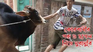 কোরবানীর গরু ও ছাগল নিয়ে ঘুরাঘুরি | Cow Video | Qurbani 2022 | Qurbani Goru | Part 3