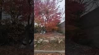 #잊혀진 사람 #이장희(오이원장님신청곡)