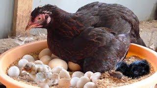 Amazing BORN "MURGI" Hatching  Eggs in chaff to Chicks Born - Crazy Hen Harvesting Eggs to chiicks