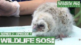 Wildlife SOS Online S2 - Episode 1: A Day in the Life