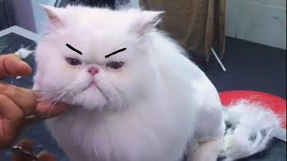 Funny Grumpy Cats Video Compilation