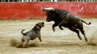 This Pitbull Dog Messed With The Wrong Bull