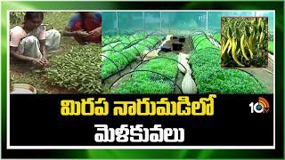 మిరప నారుమడిలో మెళకువలు | Chilli Cultivation Methods | Matti Manishi | 10TV News