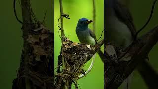 Breathtaking monarch nesting #birds #nature#shorts#8k#monarchnest#monarch