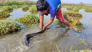 Best Hand Fishing 2024🫰 Rural Boy Catching Fish  Mud Water Grash Hole #fish_video #best_fishing