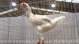 Combattant Malais blanc - White Malay Chicken - Malaien Hühner Weiß - Woincourt 2023