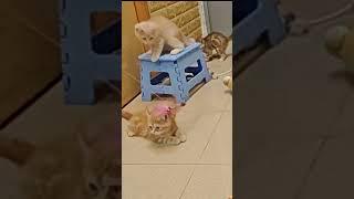 Cat TV【猫が喜ぶ映像】猫、毎日幸せ 。cat, happy every day.