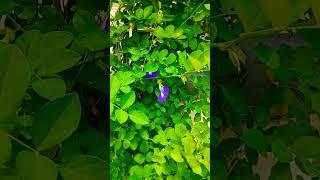 अपराजिता #gardening #youtubeshorts #garden #flowers #shortvideo #shorts #youtube #aishwaryamirajkar