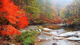 환상적인 최고의 단풍계곡 (Fantastic Autumn Leaves)~