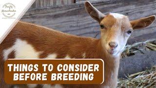 4 Things to Consider Before Breeding Your Doe