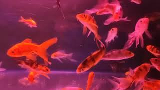 RR Aquarium Shop in Bhagalpur | Carp Fish | Milky Fish