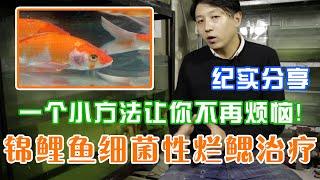 【亮哥养鱼】锦鲤鱼细菌性烂鳃治疗全记录