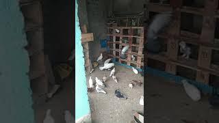 kabutar status video// kabutar all tips//