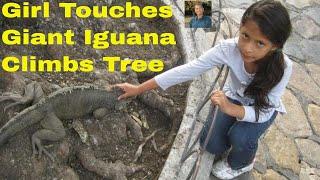 Giant Iguana Climbing Tree:galapagos islands,galapagos iguana,ecuador,guayaquil ecuador,galapgos