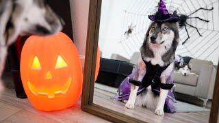 I Left My Huskies Home Alone On Halloween Night..