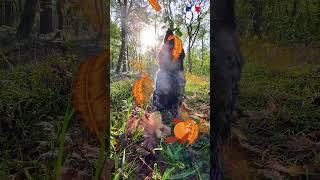 Faut-il tenir son chien en laisse en forêt ?