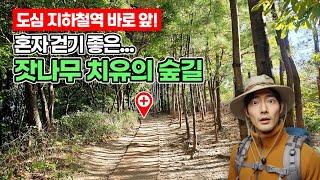 도심 지하철역 바로 앞가을에 혼자 걷기 좋은 고즈넉한 잣나무 치유의 숲길 | ‍트레킹 코스 | 도심산책 | 서울산책 | 대중교통 당일치기 여행ㅣ지하철 여행ㅣ