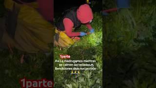 𝘼𝙢𝙖𝙧𝙧𝙖𝙣𝙙𝙤 𝙘𝙞𝙡𝙖𝙣𝙩𝙧𝙤 #inmigrantes #campesinos #sueñoamericano #farming #salad #agricultura