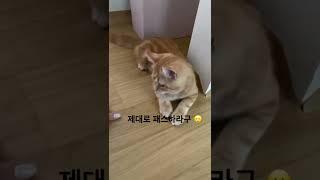 토리와 공놀이하면 안되는이유ㅋㅋ #shorts