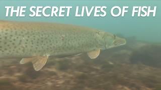 This Tech Reveals the Secret Lives of Fish | Great Lakes Now